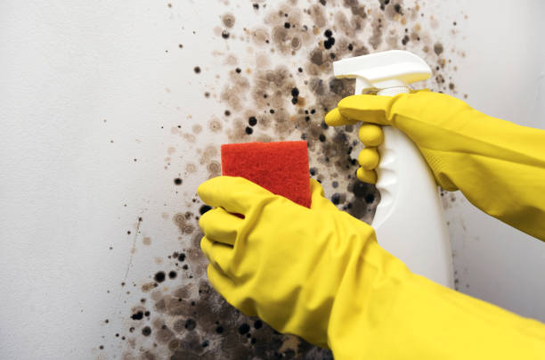 Mold Testing and Removal in Ashland, WI